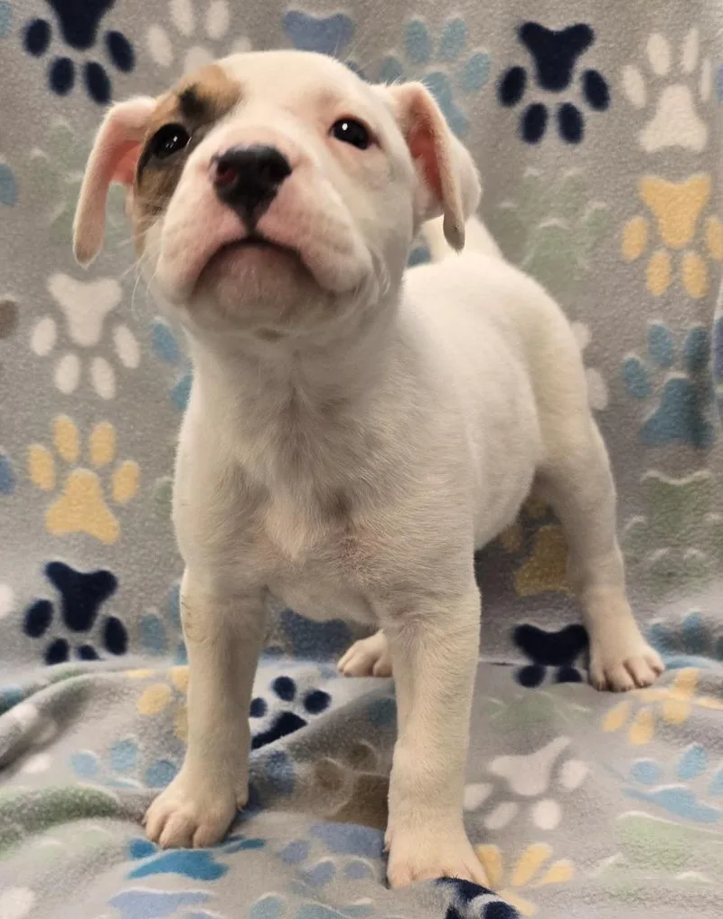 A baby large-sized female Pit Bull Terrier dog named Pistachio for adoption in Murphysboro, IL