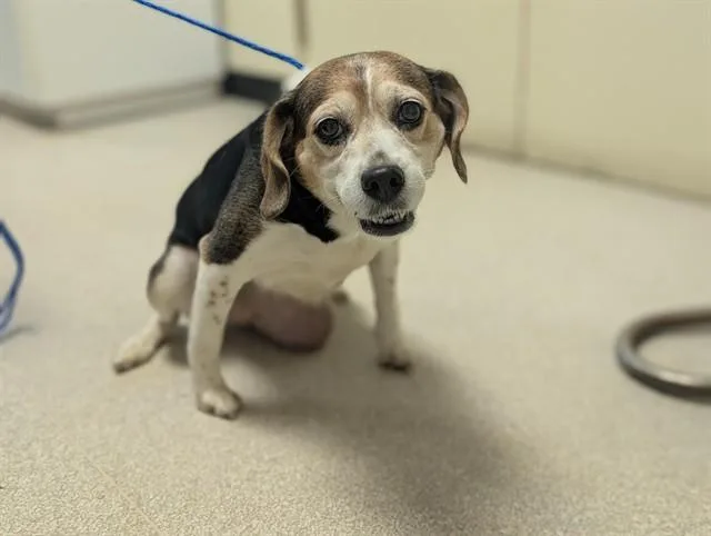 An adult medium-sized female Beagle dog named Lox for adoption in Camarillo, CA