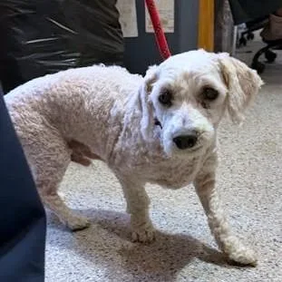 A senior small-sized male Bichon Frise dog named Ace for adoption in Washington, DC