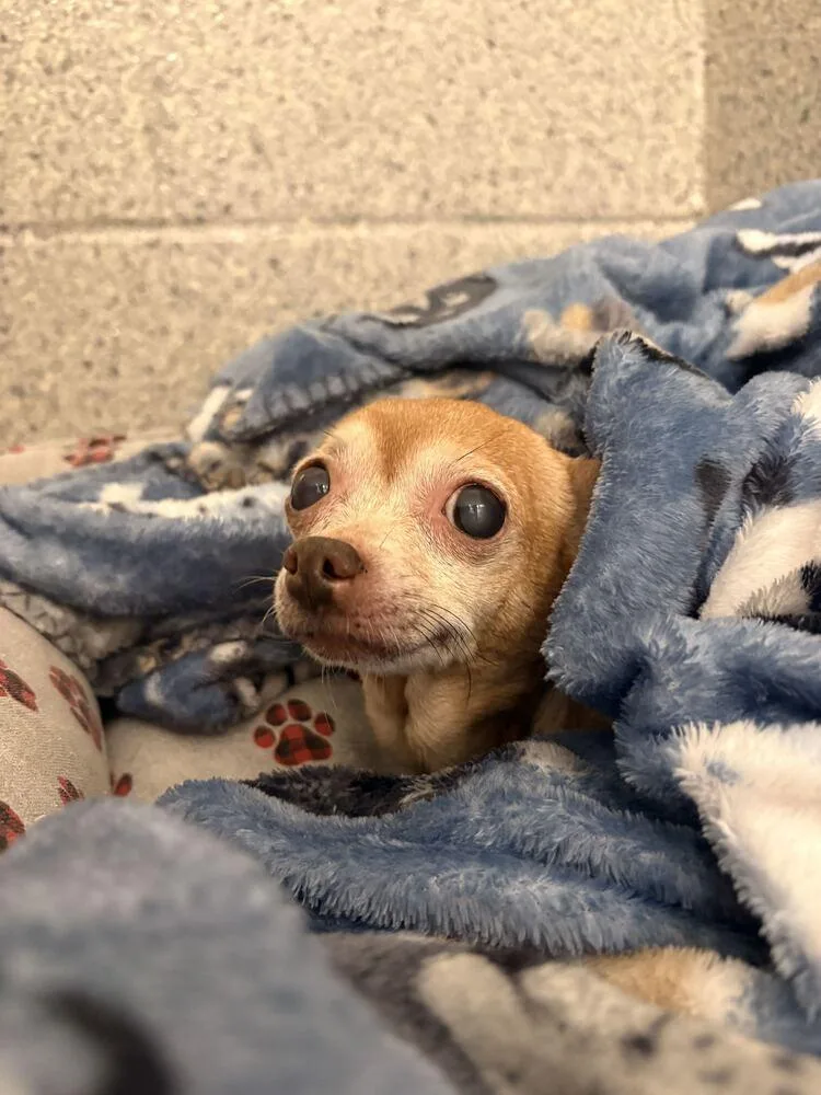 A senior small-sized female Yellow / Tan / Blond / Fawn Chihuahua dog named Honey for adoption in Bowling Green, OH
