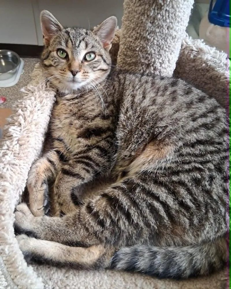 A baby small-sized female Domestic Short Hair cat named Michelle for adoption in Fremont, OH