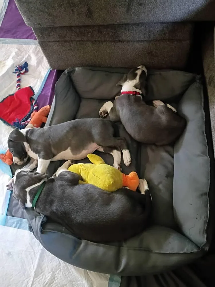 A baby large-sized female Gray / Blue / Silver Great Dane dog named Pheonie for adoption in Sedalia, CO