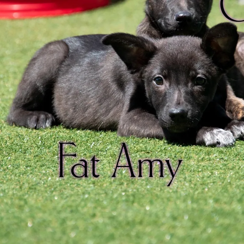 A baby small-sized female Black German Shepherd Dog dog named Fat Amy for adoption in Parkersburg, WV