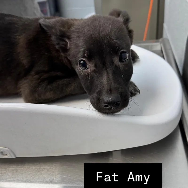 Fat Amy thumbnail 2