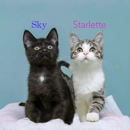 A baby small-sized male Domestic Medium Hair cat named Sky for adoption in Parma, OH
