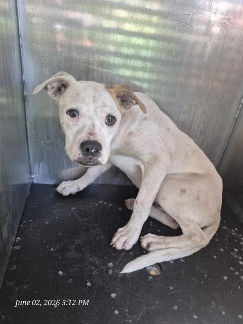 A baby small-sized male American Staffordshire Terrier dog named A for adoption in San Antonio, TX