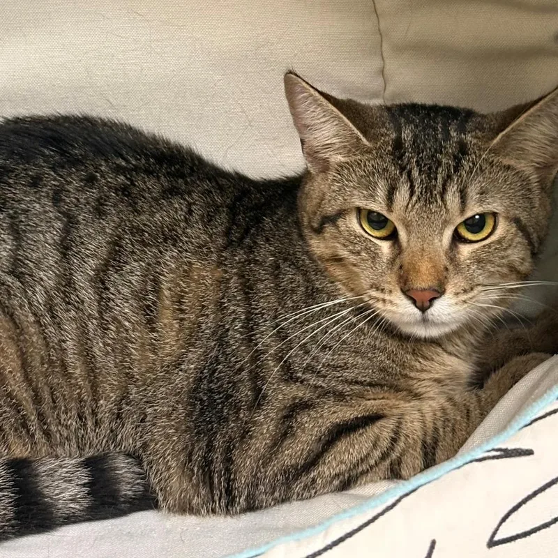 A young medium-sized female Brown / Chocolate Domestic Short Hair cat named Boca for adoption in East Hanover, NJ
