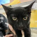 A baby medium-sized female Black Domestic Short Hair cat named Spiegel for adoption in Green Valley, AZ