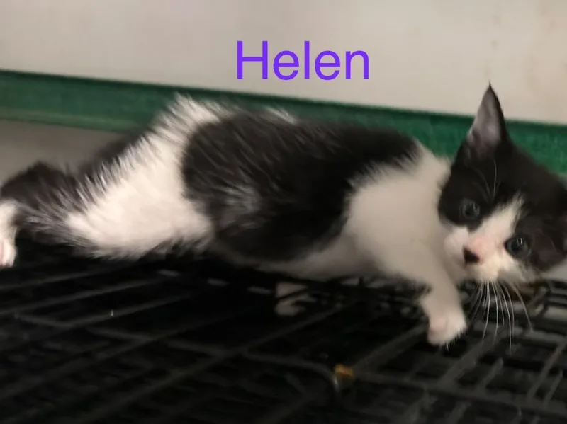 A baby small-sized female Domestic Short Hair cat named Helen for adoption in Saint Francisville, LA