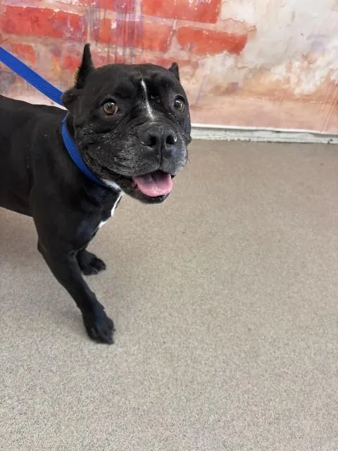 A young medium-sized female Pit Bull Terrier dog named Freya for adoption in San Bernardino, CA