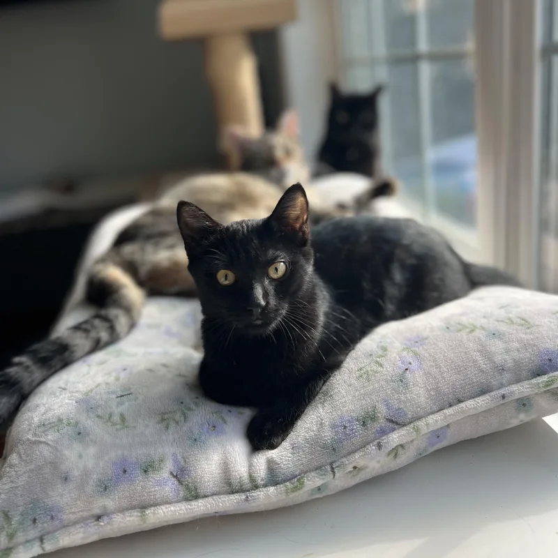 A baby medium-sized male Black Domestic Short Hair cat named Drifter for adoption in Griswold, CT