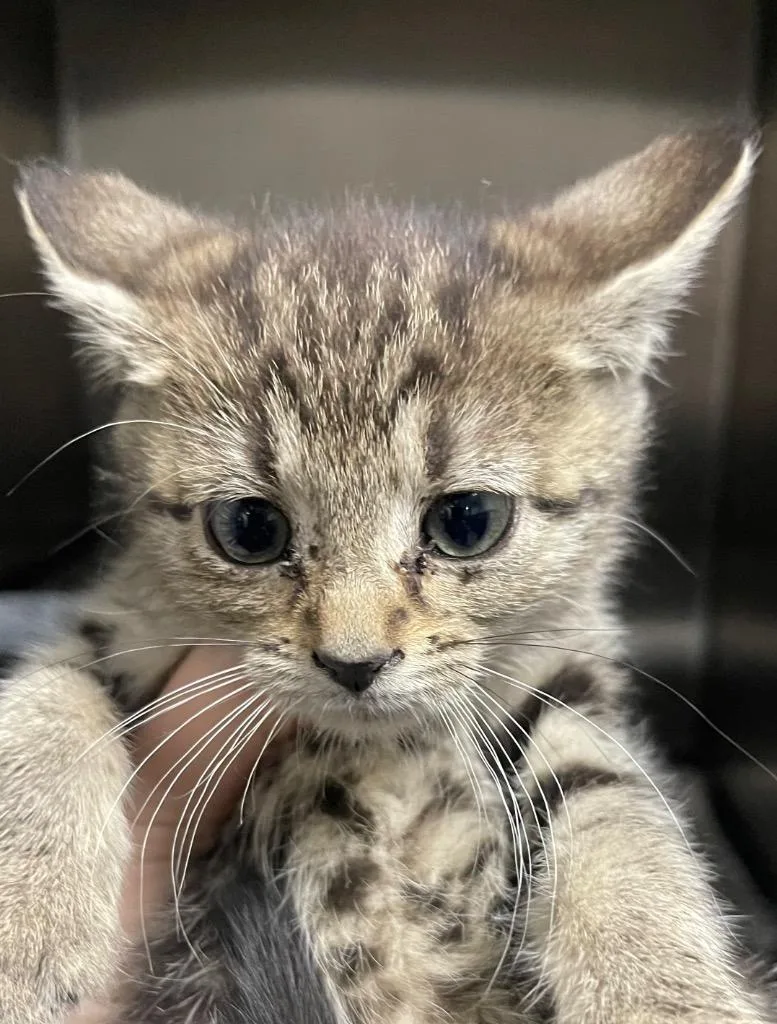 A baby small-sized female Domestic Short Hair cat named Jennifer for adoption in Henderson, NC