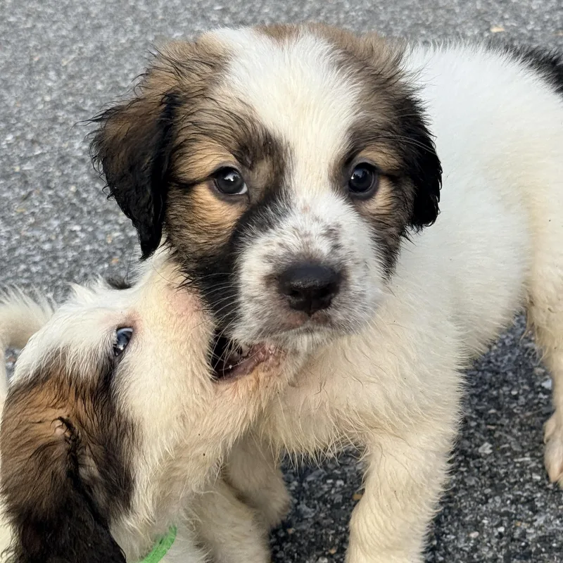 A baby medium-sized female Yellow / Tan / Blond / Fawn Mixed Breed dog named Ran for adoption in Columbia, MD