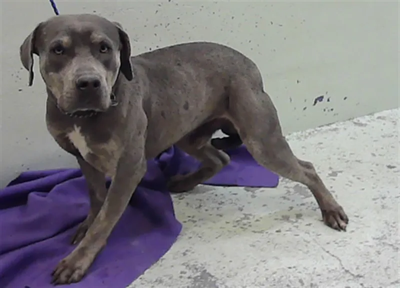 An adult large-sized male Staffordshire Bull Terrier dog named Grayson for adoption in Houston, TX