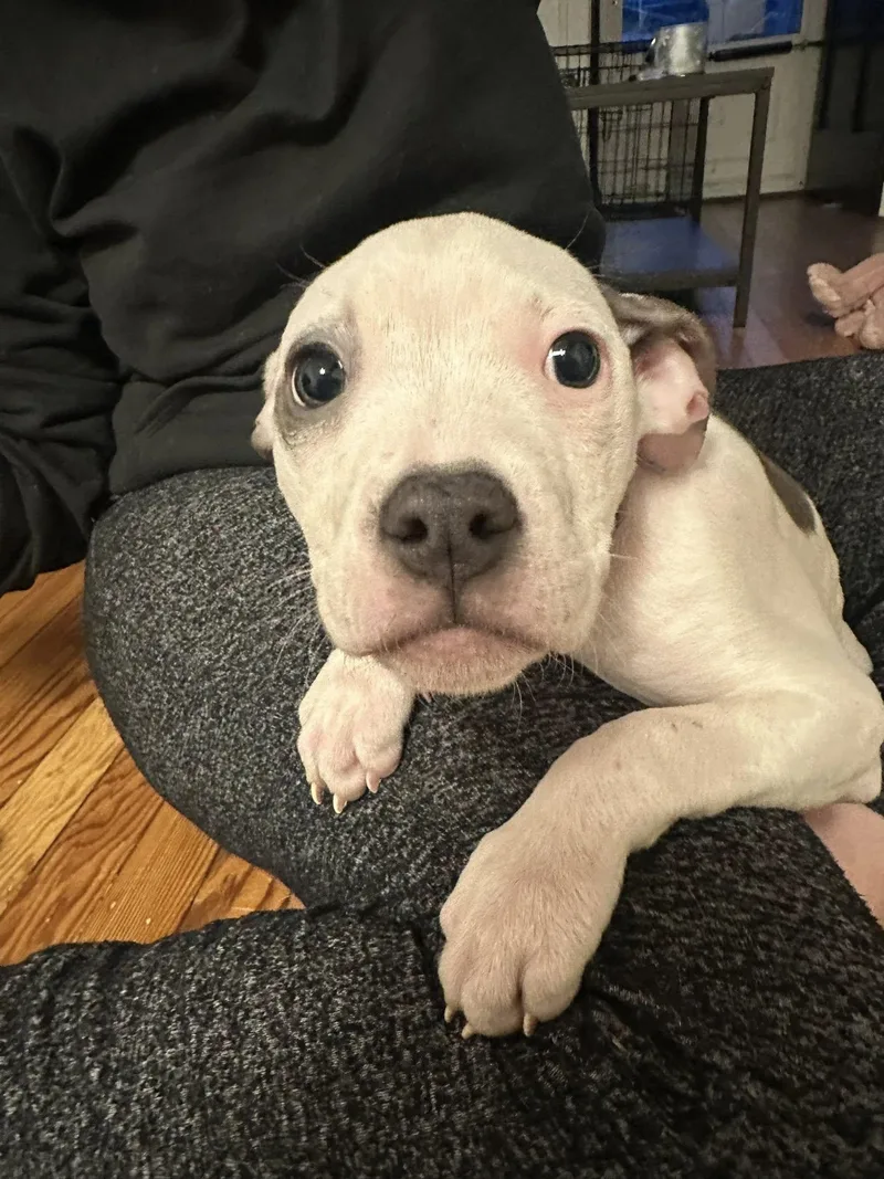 Harley Needs A Forever thumbnail 2