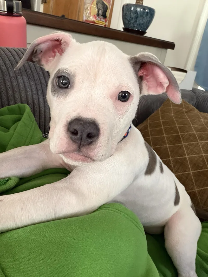 Harley Needs A Forever