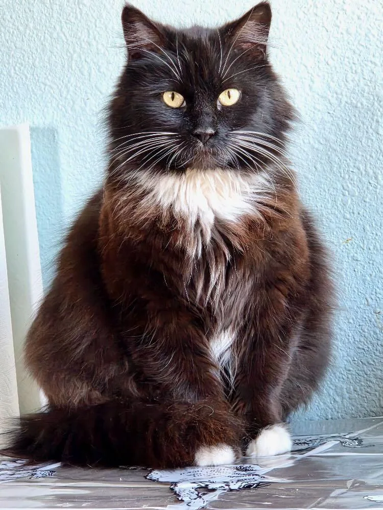 A young medium-sized female Black & White / Tuxedo Tuxedo cat named Juliette for adoption in The Dalles, OR