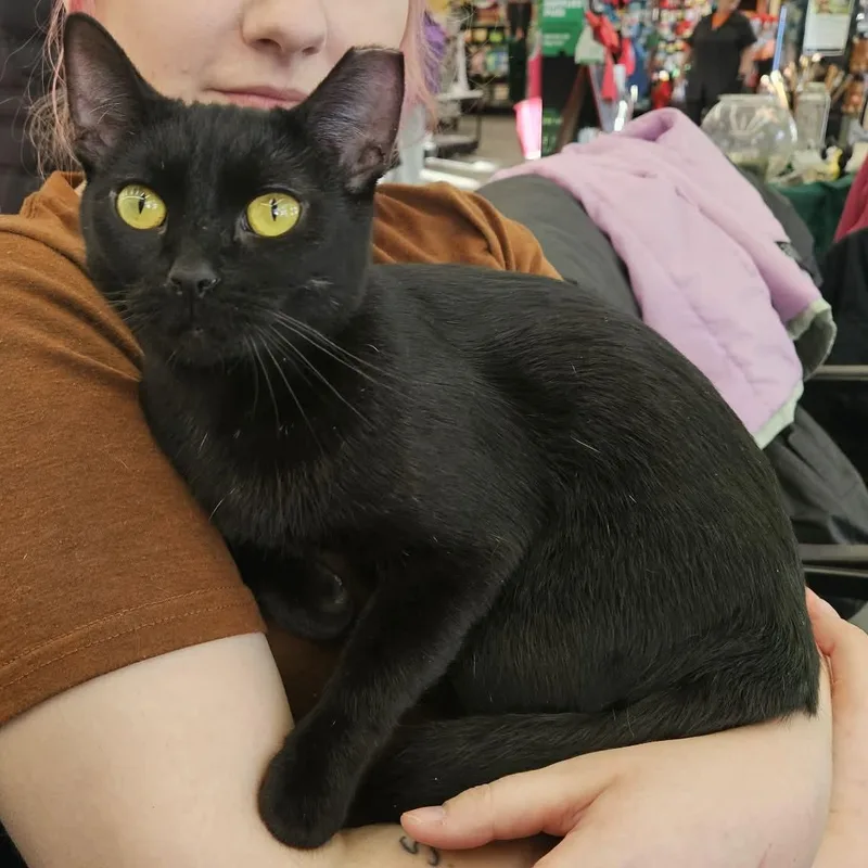A young medium-sized female Black Domestic Short Hair cat named Angel for adoption in Fairborn, OH
