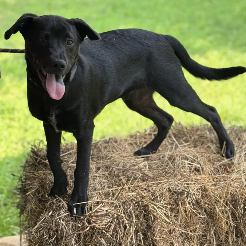 A young medium-sized male Black Labrador Retriever dog named Cliff Hanger for adoption in Meherrin, VA