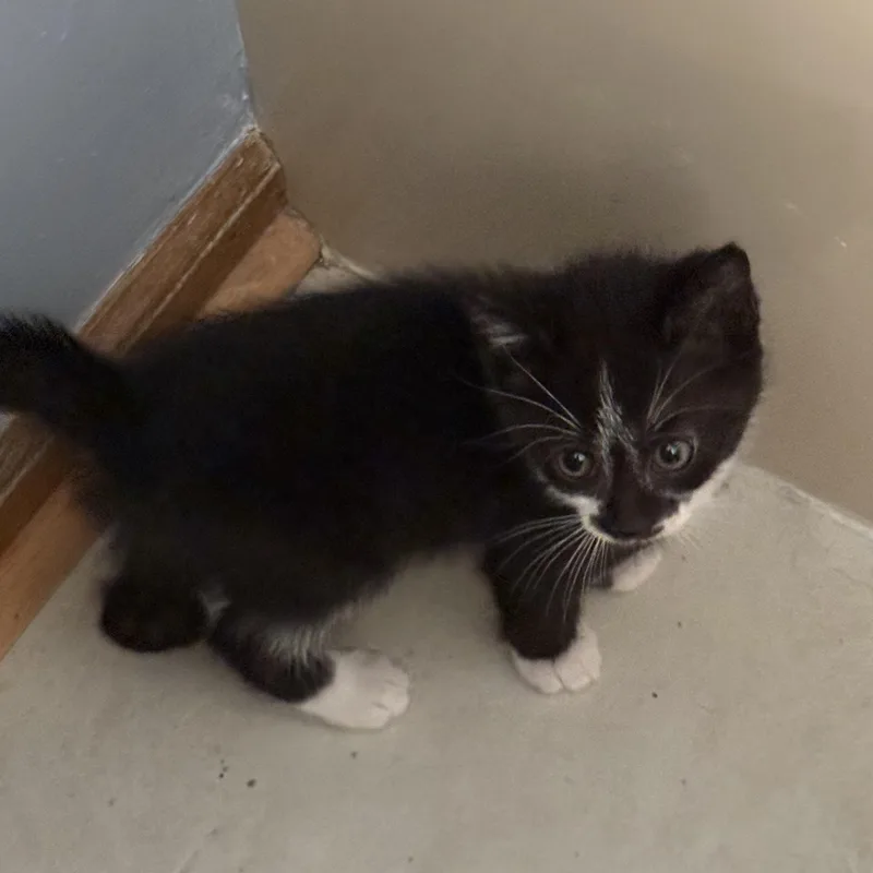 A baby medium-sized male Black & White / Tuxedo Domestic Short Hair cat named Mittens for adoption in Greensboro, NC