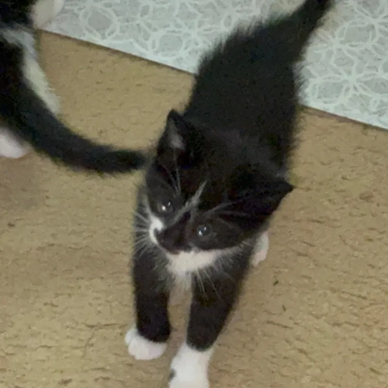 Mittens thumbnail 2