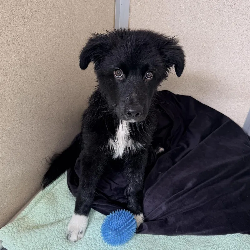 A baby small-sized male Black Border Collie dog named Hondo for adoption in Rifle, CO