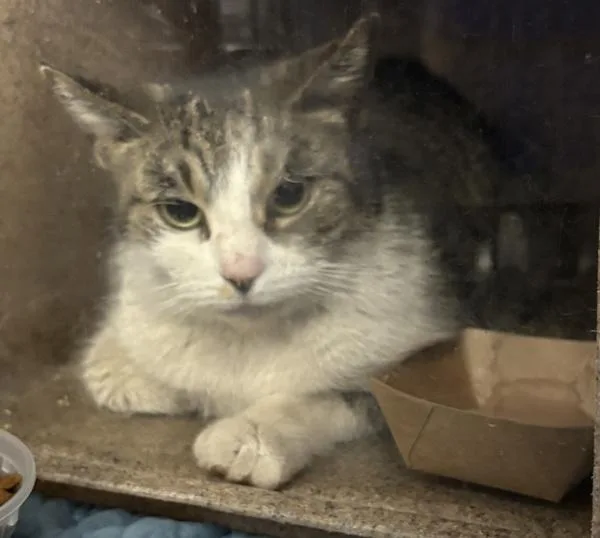 An adult large-sized female Domestic Short Hair cat named Leia for adoption in New York, NY