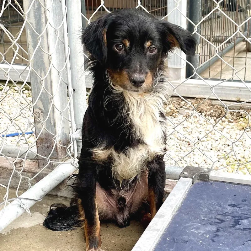 An adult small-sized male Black Chihuahua dog named Yoki for adoption in Spokane, WA