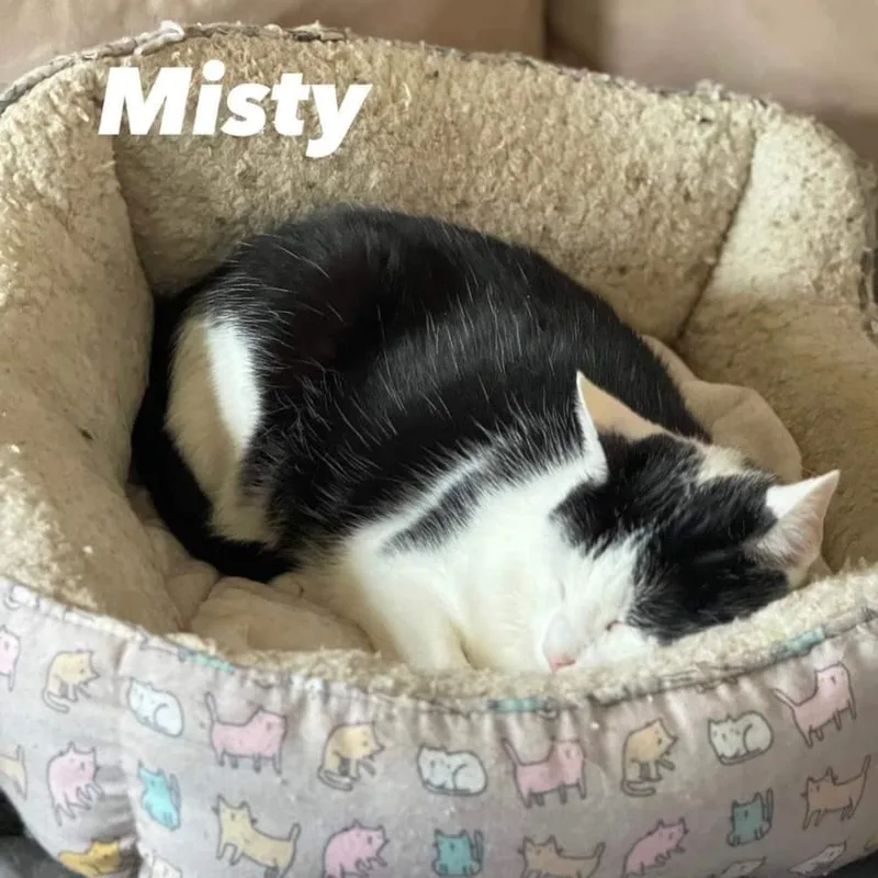 Misty And Aldine thumbnail 3