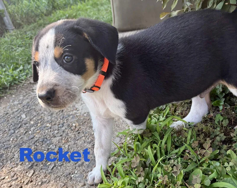 Rocket