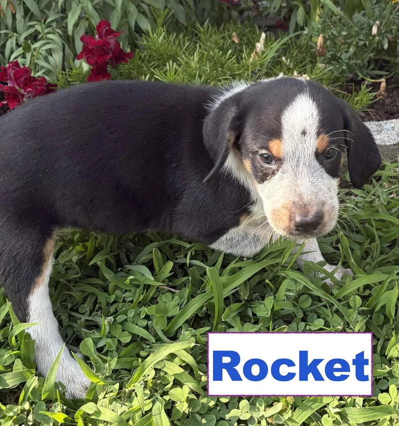 Rocket thumbnail 3