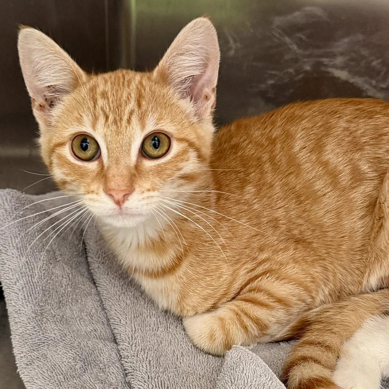 A baby small-sized male Orange / Red Domestic Short Hair cat named Boingo for adoption in Oakland, CA