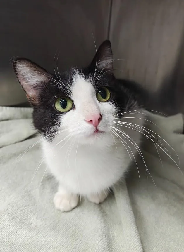 An adult medium-sized female Domestic Short Hair cat named Ella for adoption in Oconto, WI