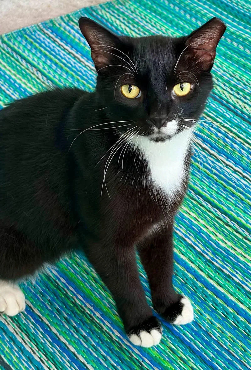 An adult medium-sized male Black & White / Tuxedo Domestic Short Hair cat named Baby for adoption in Bolivia, NC