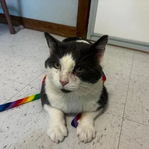 An adult medium-sized male Gray & White Domestic Short Hair cat named Grinkee for adoption in Hutchinson, MN