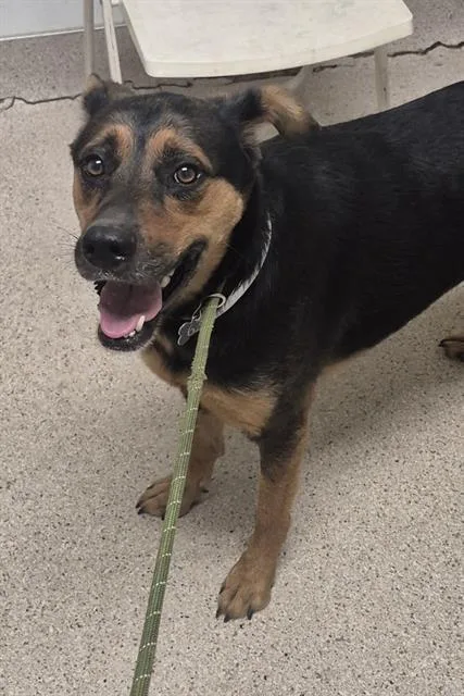 An adult medium-sized female Rottweiler dog named Grace for adoption in Bakersfield, CA