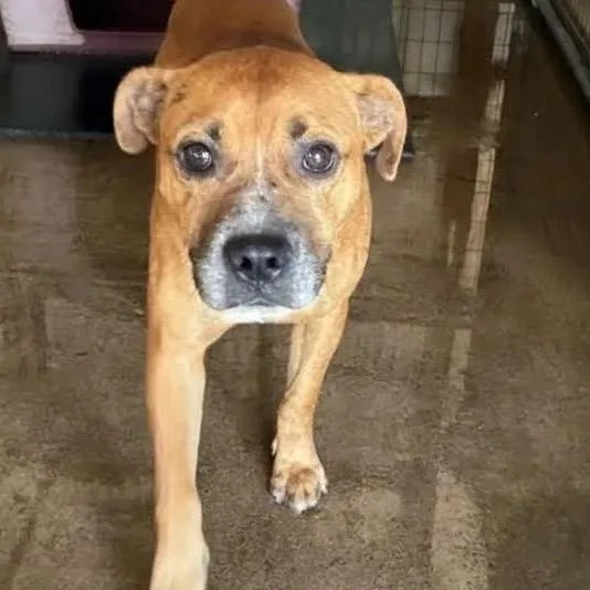 An adult medium-sized male Yellow / Tan / Blond / Fawn Pit Bull Terrier dog named Lestat for adoption in East Saint Louis, IL