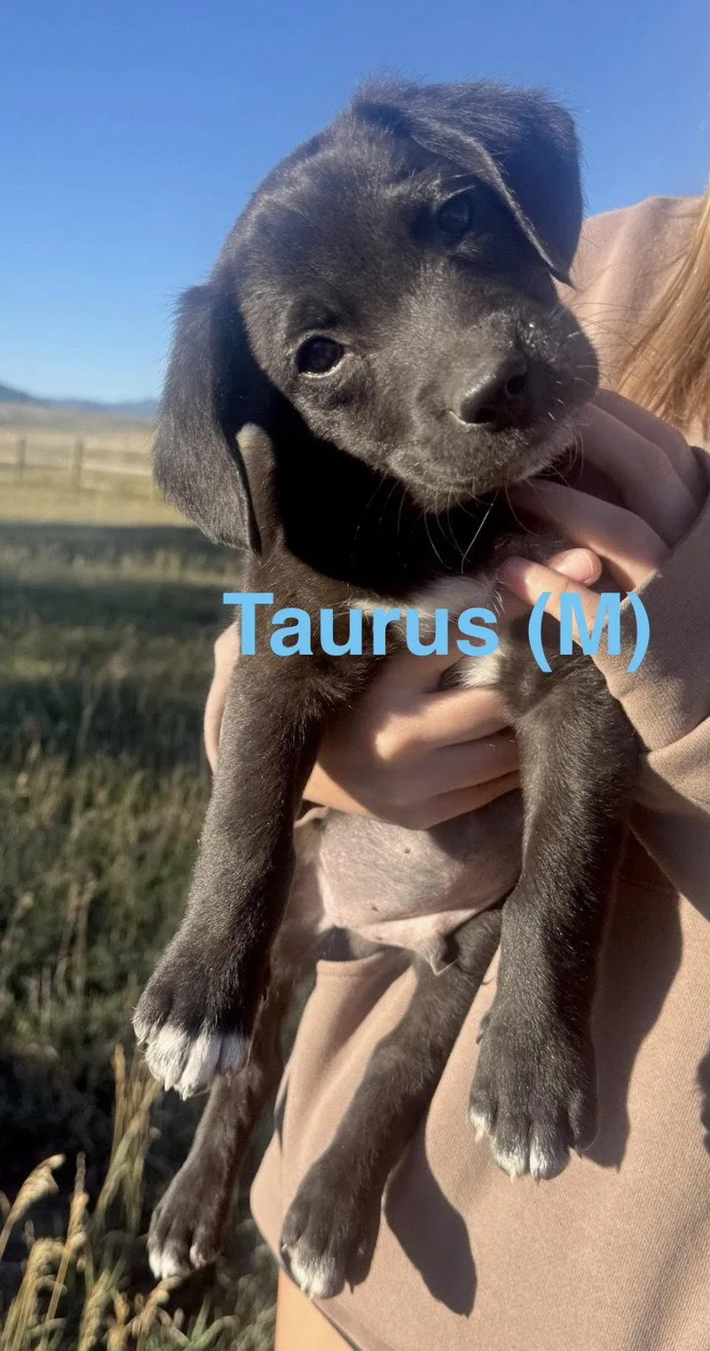 Taurus