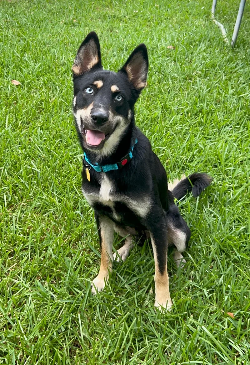 An adult medium-sized male Black German Shepherd Dog dog named Loki for adoption in San Antonio, TX