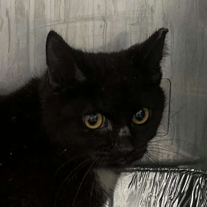 A young medium-sized male Black Domestic Short Hair cat named Beryl for adoption in Dearborn, MI