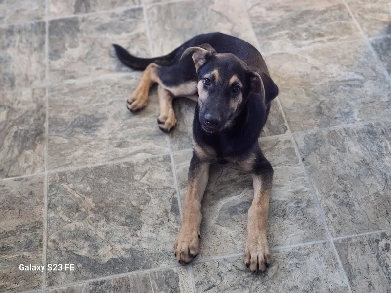Audrey