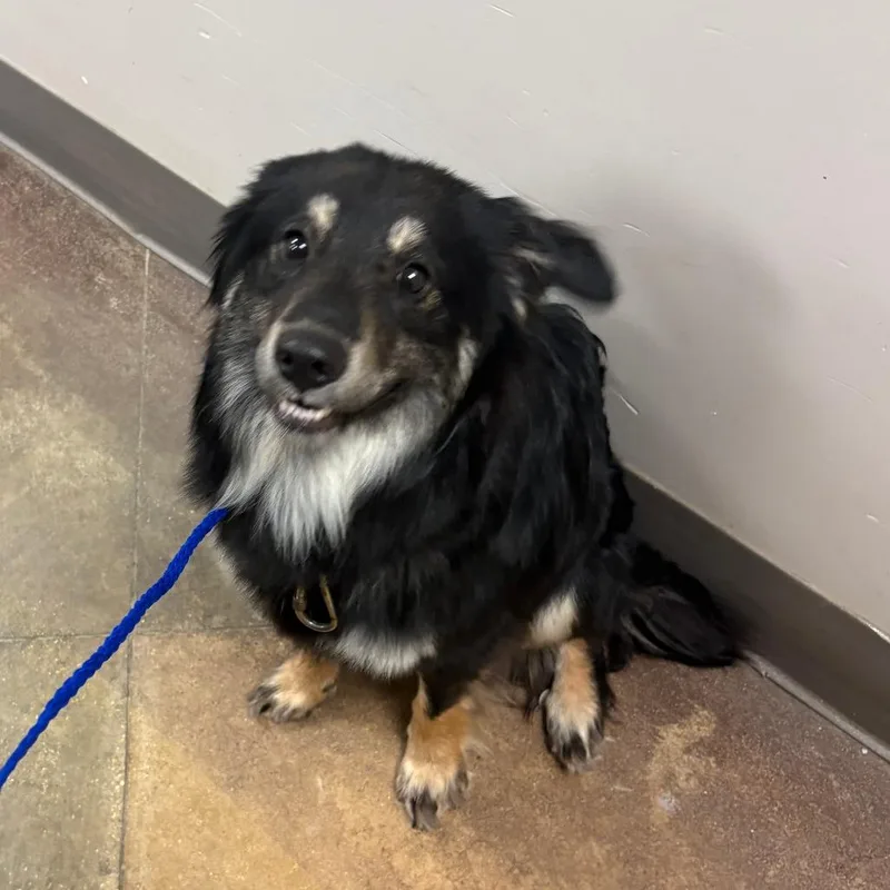 A young small-sized male Black Australian Shepherd dog named Ramen U for adoption in Tupelo, MS