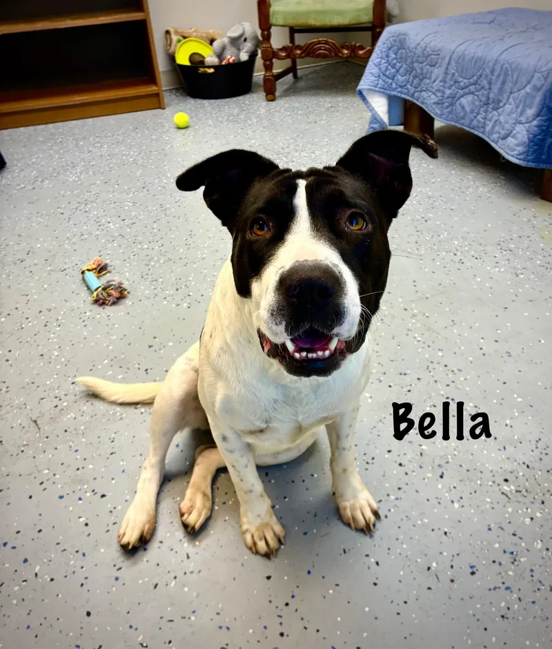 Bella thumbnail 2