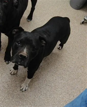 An adult large-sized female Boxer dog named Auntie for adoption in Albuquerque, NM