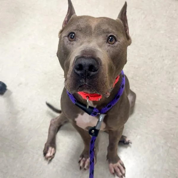 An adult large-sized female Pit Bull Terrier dog named Shai for adoption in Des Moines, IA