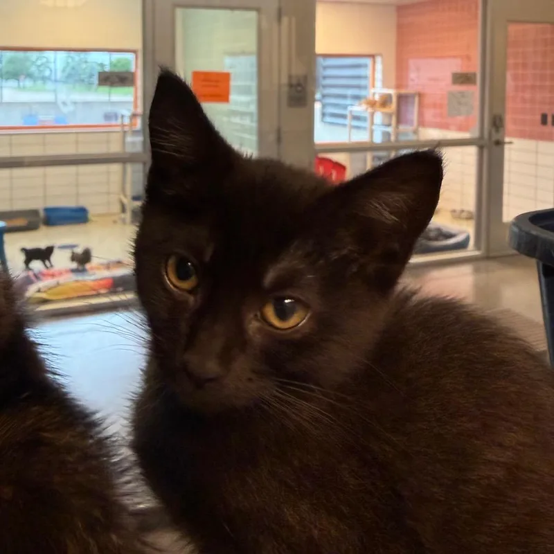 A young small-sized female Black Domestic Short Hair cat named Sailor Mars for adoption in Cedar Rapids, IA
