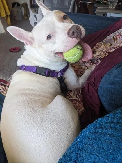 Paddy Cakes thumbnail 2