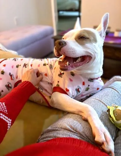 Paddy Cakes thumbnail 3