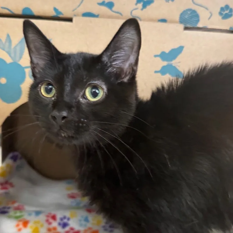 A baby medium-sized male Black Domestic Short Hair cat named Little Sog for adoption in West Olive, MI