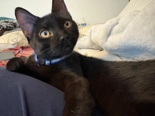 A young small-sized female Domestic Short Hair cat named Amelia for adoption in Bowie, MD